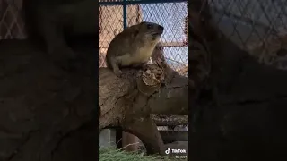 صوت الوبر دندنها