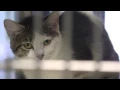 Changes at the San Angelo Animal Shelter