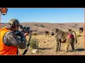 Lagu How Hunters Hunt Thousand Of Aggressive Baboons With Guns In Namibia | Invasive Species