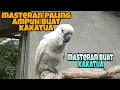 Download Lagu Masteran kakatua jambul kuning bicara