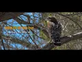Test Lumix G9 and MOV feature