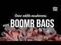 Download Lagu Boomr Bag | Een op mest gebaseerd bulksubstraat voor de champignonkweek | Kweek champignons in een monotub!