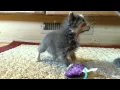 Micro kitty Tiffany