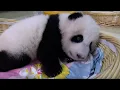 Download Teaching A Baby Panda To Poo | Panda Babies | BBC Earth mp4 3gp mp3 videos - waplic