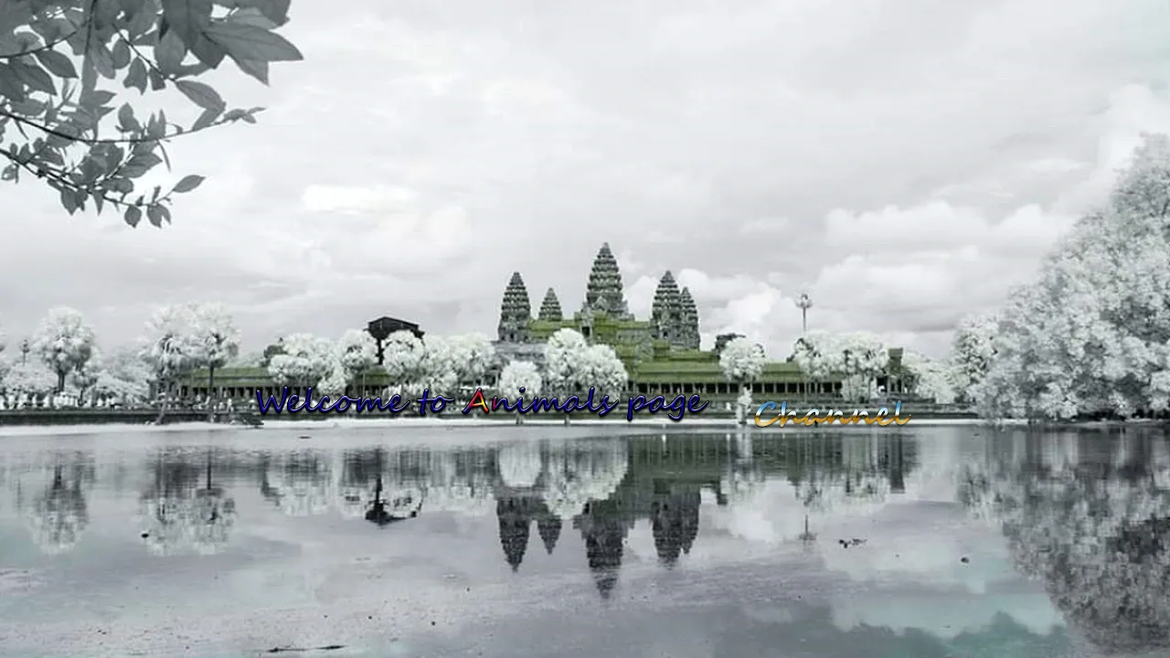 EXPLORER Live Stream