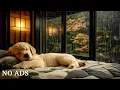 Download Lagu Hondenmuziek🎵Ontspannende, kalmerende muziek🐶 Genees verlatingsangst Muziek om honden te kalmeren