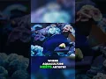 Amazing Private Coral Farm Tour Poo Tang Reefs.