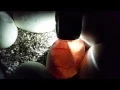 BALL PYTHON EGGS CANDLING ON DAY 57 PHILA TV