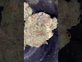 DonMega by Solfire Gardens