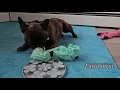 Bed Biscuit Dog Boarding in Home Setting