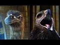 Natural History Museum Alive - Moa and Haast s Eagle