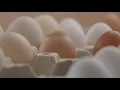 Residents turn to backyard farming as Tractor Supply gears up for baby chick season