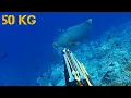 Download Lagu Catching Big Grouper 110 Lbs||Panah Kerapu Kertang 50 Kg