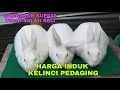 Download Lagu Harga indukan kelinci pedaging - jenis kelinci Nz dan kelinci Rex