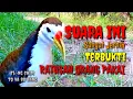 Download Lagu 🔴 Suara ruak ruak pikat terbukti sangat ampuh ratusan pakai suara ini pikat mp3 #suarapikatrobiplur