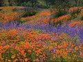 "Wildflowers" -Tom Petty and the Heartbreakers