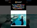 SeaWorld Tragedy The Orca That Killed Three People