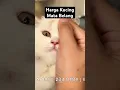 Download Lagu Harga Kucing Mata Belang MP3