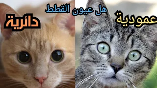 هل عيون القطط دائرية ام عمودية وما السر في عيون القطط   دندنها