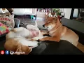 Shiro doin thank to Suki / Shiba Inu