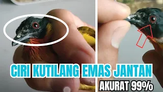 Rahasia Mengetahui Kutilang Emas Jantan (Pasti Akurat!)