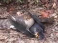 Download Lagu Sparrow hawk performing open heart surgery on a live crow