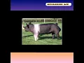 The Hampshire Pig