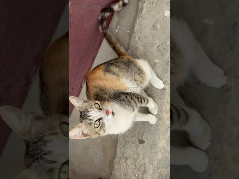 Meow Meow Luna || She looks hungry 🥺😭 Your Support Matters 🙏🏼🙏🏼