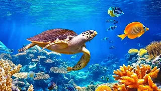 Relaxing Music to Relieve Stress, Anxiety and Depression • Mind, Body 🐬 Soothing music for nerves