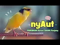 Download Lagu KENARI GACOR Panjang ! Suara PANCINGAN KENARI PAUD Belajar BUNYI Ngeriwik - MASTERAN Kenari PAUD