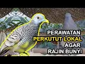 Download Lagu 5 Perawatan PERKUTUT LOKAL Agar Rajin BUNYI