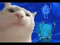 Download Lagu Cat Vibing to the Jellyfish Jam 1 HOUR VERSION (Spongebob) | Cat Vibing Meme