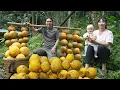 Lagu Harvesting ripe pomelos, taking them to the market to earn extra income farm life. SURVIVAL ALONE