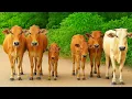 Download Lagu Mengembalakan kawanan sapi lembu jinak di pagi hari, Sapi sapi ternak berjalan dengan santai
