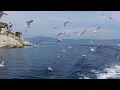 3 Hours of Amazing Nature Scenery & Relaxing Music for Stress Relief.