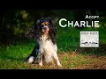 Adopt Charlie - a young Cavalier King Charles Spaniel saved by Animal Saints Rescue Society