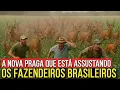 Download Lagu ⚠️THE DEER INVASION IN BRAZIL THAT SCARES EVEN NASA SCIENTISTS!!! Here's the REASON...