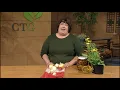 Planting Onions Garlic Shallots Elephant Garlic Carla Crownover Central Texas Gardener