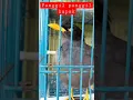 Download Lagu p4nggil panggil BAPAK#jalak #shorts