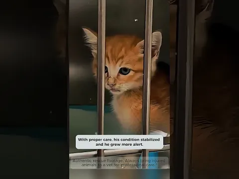 Rescuing a lonely kitten on the street - #handsofkindness #rescue #shorts