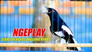 kacer ngeplay cari lawan pancingan kacer emosi dan buka ekor