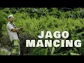 Download Lagu JAGO MANCING !
