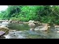 Symphony of Forest Birds and Streams, Relaxing Nature Sounds, Peaceful Nature Heals the Soul, Mind