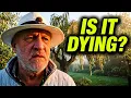 Five Mistakes to Avoid Growing Olive Trees - Olea europaea