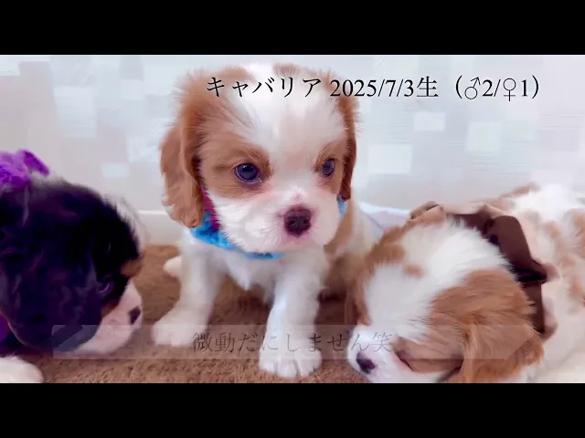 動画