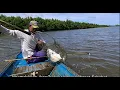 Download Lagu Baru lempar langsung disambar ikan Trakulu lumayan besar