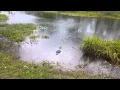 Lake martin gator