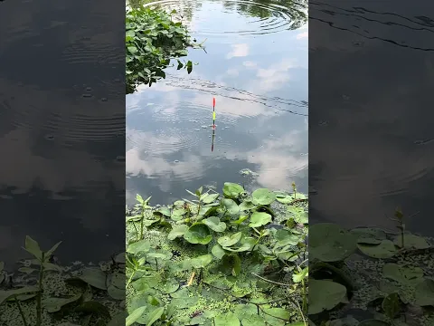 Good news is out, believe bad news and don’t speak out. Fishing, fisherman, wild fishing