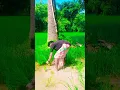 Download Lagu TU RU RU | FULL  VIDEO | BITTU BHAI \u0026 MARJINA  | #NEW#SANTALI#VIDEO 2025 | RAJIB BASKEY