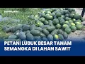 Lagu Petani Lubuk Besar Manfaatkan Lahan Sela Kebun Sawit Untuk Tanam Semangka, Hasil Panen Ditaksir Hing